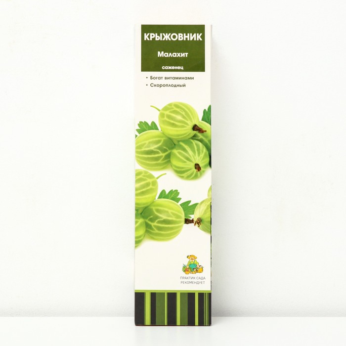 Крыжовник Малахит 1 шт., туба, Весна 2026