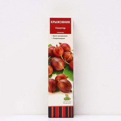 Крыжовник «Сенатор», 1 шт., туба