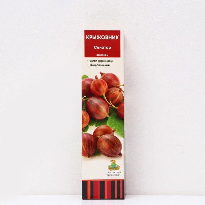 Крыжовник «Сенатор», 1 шт., туба - Фото 1