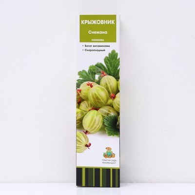 Крыжовник Снежана 1 шт., туба, Весна 2026