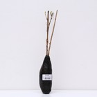 Крыжовник Снежана 1 шт., туба, Весна 2026 - Фото 3