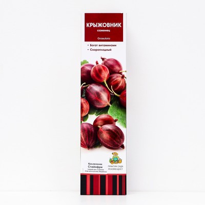 Крыжовник "Спайнфри ", 1 шт, туба, Весна 2025