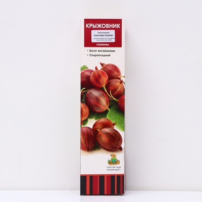 Крыжовник «Хиннонмаен Пунайнен», саженец, 1 шт., туба