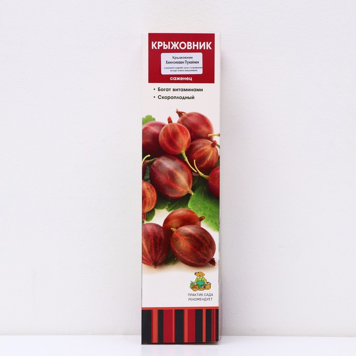 Крыжовник «Хиннонмаен Пунайнен», саженец, 1 шт., туба - Фото 1