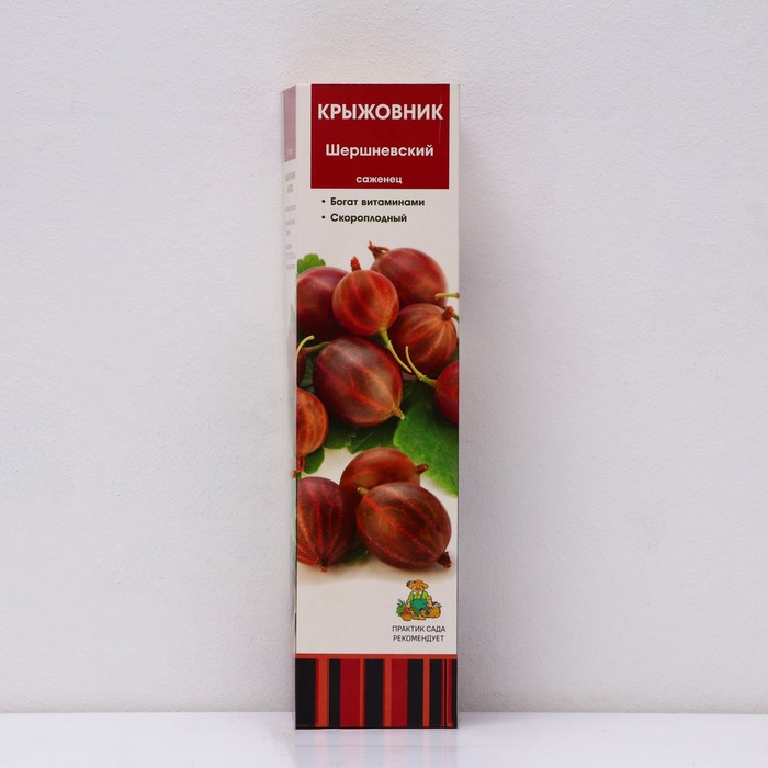 Крыжовник Шершневский 1 шт., туба, Весна 2026