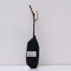 Крыжовник Шершневский 1 шт., туба, Весна 2026  (артикул 9581981)  большой выбор товаров оптом и в розницу по низким ценам с доставкой