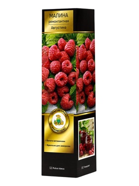 Малина «Августина », ремонтантная (серия Патио) Люкс, саженец, плодовый, 1 шт., туба