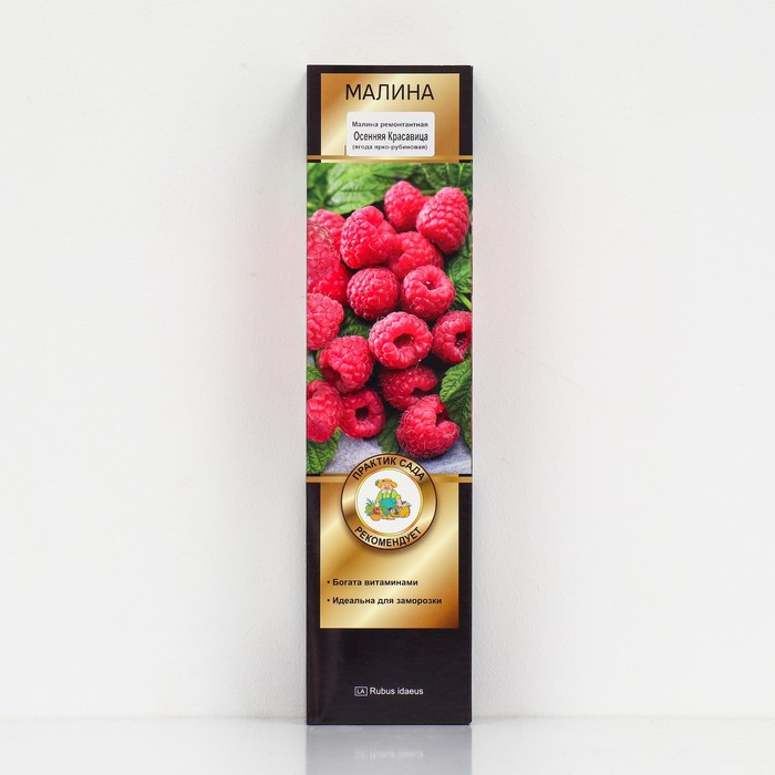 Малина ремонтантные сорта "Осенняя Красавица", 1 шт, туба, Весна 2025 - Фото 1