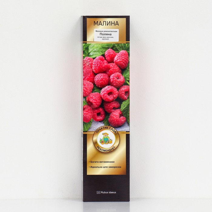 Малина ремонтантные сорта "Поляна ", 1 шт, туба, Весна 2025 - Фото 1