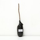 Малина традиционные сорта "Вера ", 1 шт, туба, Весна 2025 - Фото 2