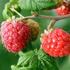 Малина традиционные сорта "Вольница ", 1 шт, туба, Весна 2025 - Фото 4