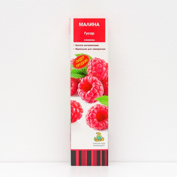 Малина традиционные сорта "Гусар", 1 шт, туба, Весна 2025 - Фото 1