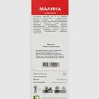 Малина традиционные сорта «Столичная », 1 шт., туба - Фото 2