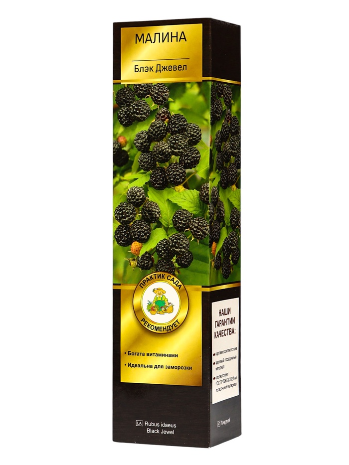 Малина традиционные сорта "Блэк Джевел ", 1 шт, туба, Весна 2025 - Фото 1