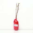 Малина черноплодные сорта Люкс "Бристоль ", 1 шт, туба, Весна 2025 - Фото 2