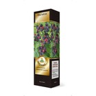 Малина черноплодные сорта Люкс "Бристоль ", 1 шт, туба, Весна 2025 - Фото 3