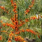 Облепиха Алтайская 1 шт., туба, Весна 2026  (артикул 9582033)  большой выбор товаров оптом и в розницу по низким ценам с доставкой