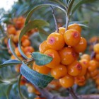 Облепиха "Ботаническая любительская", 1 шт, туба, Весна 2023  (артикул 9582034)  большой выбор товаров оптом и в розницу по низким ценам с доставкой