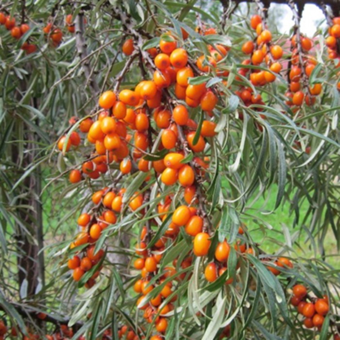 Облепиха Огниво 1 шт., туба, Весна 2026