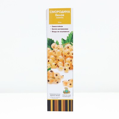 Смородина белая «Булонь белая», традиционные сорта, саженец, туба, 1 шт.