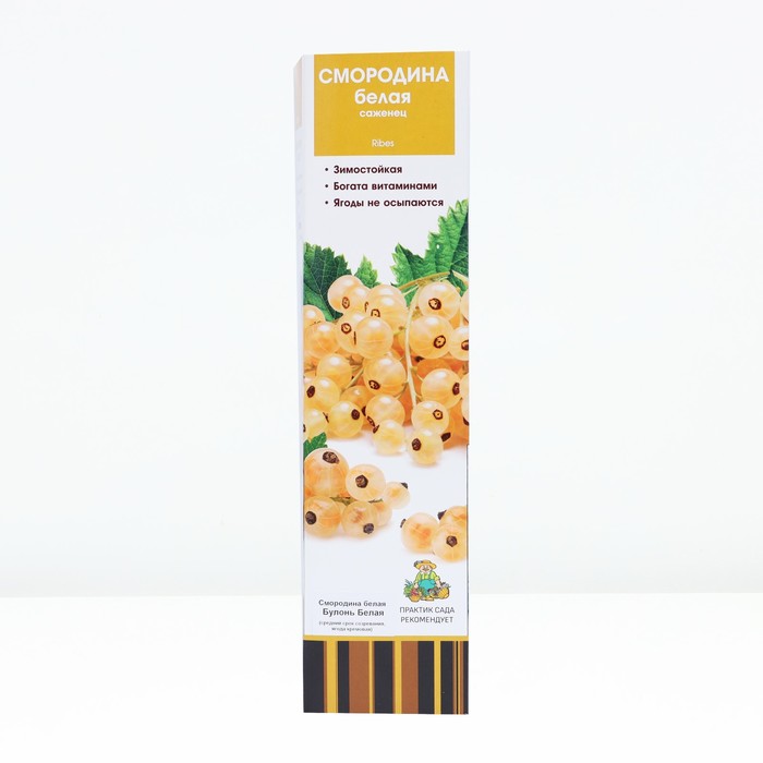 Смородина белая «Булонь белая», традиционные сорта, саженец, туба, 1 шт. - Фото 1