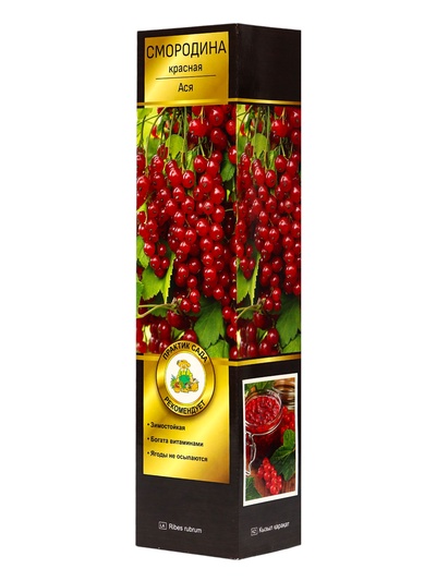 Смородина красная «Ася», перспективные сорта, саженец, туба,1 шт.