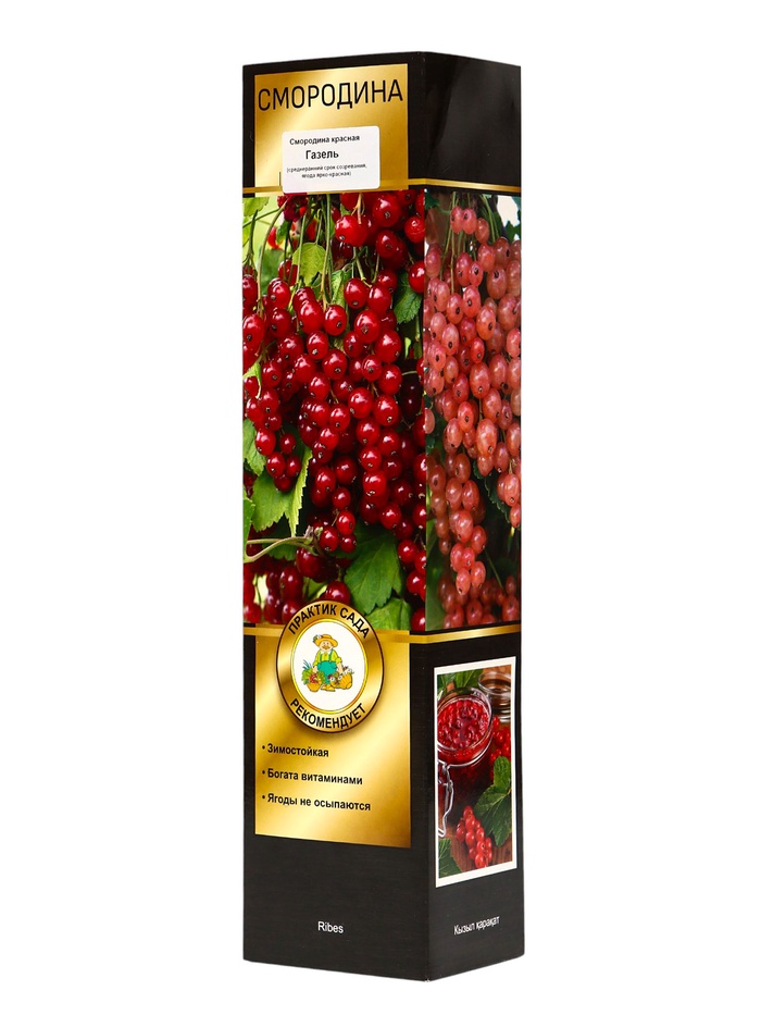 Смородина красная «Газель», перспективные сорта, саженец, туба, 1 шт. - Фото 1