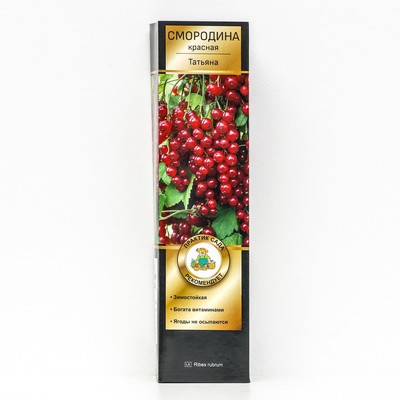 Смородина красная «Татьяна», перспективные сорта, саженец, 1 шт., туба