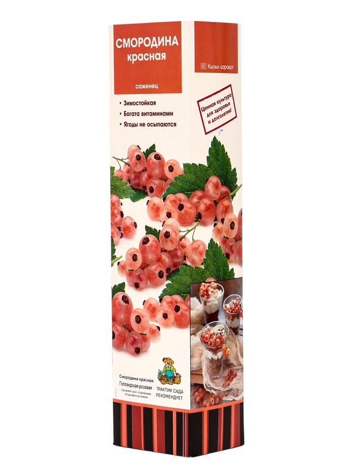Смородина красная традиционные сорта Голландская розовая 1 шт. туба, Весна 2026