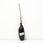 Смородина красная традиционные сорта Ненаглядная 1 шт. туба, Весна 2026  (артикул 9582064)  большой выбор товаров оптом и в розницу по низким ценам с доставкой