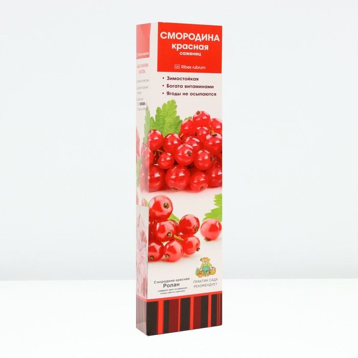 Смородина красная «Ролан», традиционные сорта, саженец, туба, 1 шт. - Фото 1