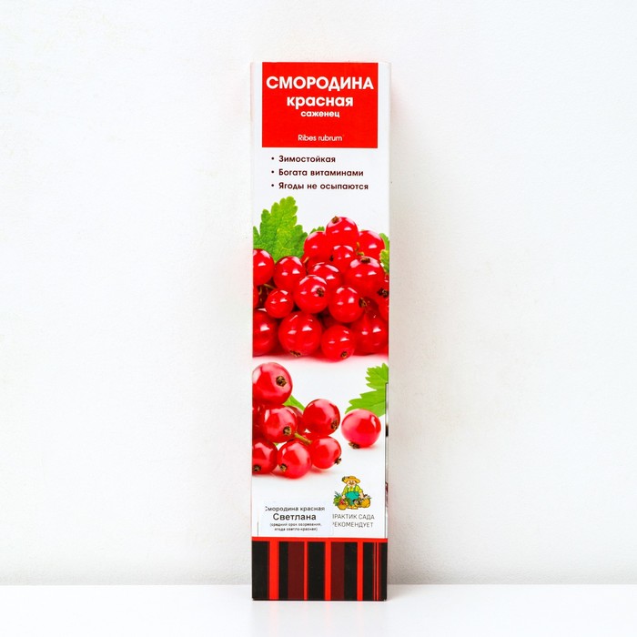 Смородина красная традиционные сорта 