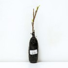 Смородина красная традиционные сорта Светлана 1 шт. туба, Весна 2026  (артикул 9582067)  большой выбор товаров оптом и в розницу по низким ценам с доставкой