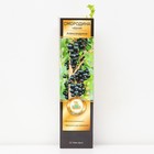 Смородина черная «Александрина», традиционные сорта, саженец, 1 шт., туба - Фото 1