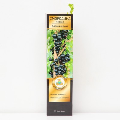 Смородина черная «Александрина», традиционные сорта, саженец, 1 шт., туба