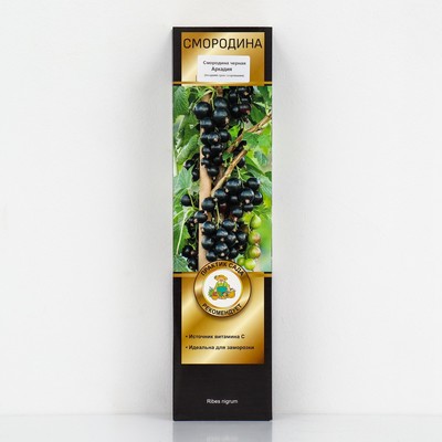 Смородина черная «Аркадия», перспективные сорта, саженец, 1 шт., туба