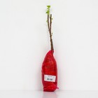 Смородина черная «Аркадия», перспективные сорта, саженец, 1 шт., туба - Фото 3