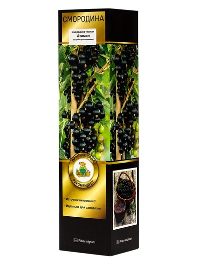 Смородина черная «Атаман», перспективные сорта, саженец, плодовый, 1 шт., туба