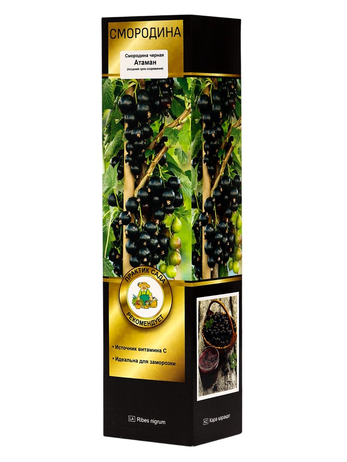 Смородина черная «Атаман», перспективные сорта, саженец, плодовый, 1 шт., туба - Фото 1