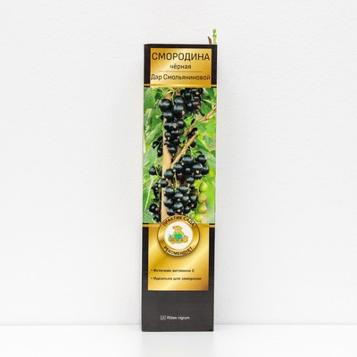 Смородина черная перспективные сорта Дар Смольяниновой 1 шт. туба, Весна 2026