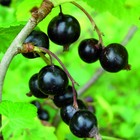 Смородина черная перспективные сорта Дар Смольяниновой 1 шт. туба, Весна 2026 - Фото 4