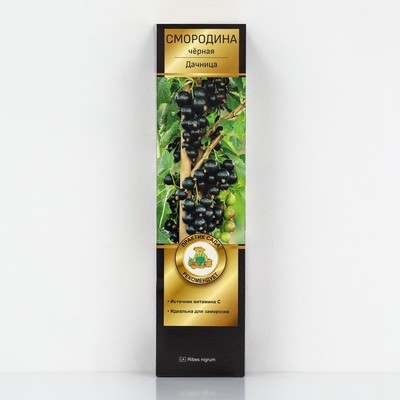 Смородина черная «Дачница», перспективные сорта, саженец, 1 шт., туба