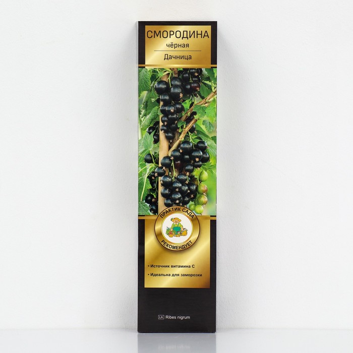 Смородина черная «Дачница», перспективные сорта, саженец, 1 шт., туба - Фото 1