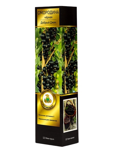Смородина черная «Добрый Джинн», перспективные сорта, саженец, плодовый, 1 шт., туба