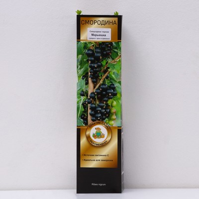 Смородина черная «Марьюшка», перспективные сорта, саженец, 1 шт., туба