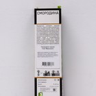 Смородина черная «Марьюшка», перспективные сорта, саженец, 1 шт., туба - Фото 2