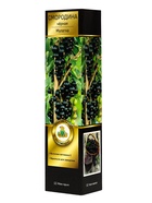 Смородина черная «Мулатка », перспективные сорта, саженец, плодовый, 1 шт., туба - Фото 1