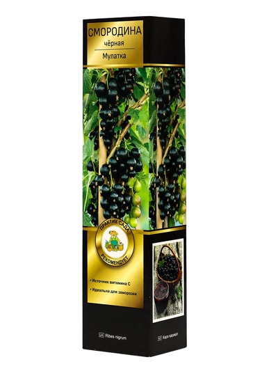 Смородина черная «Мулатка », перспективные сорта, саженец, плодовый, 1 шт., туба