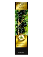 Смородина черная «Мулатка », перспективные сорта, саженец, плодовый, 1 шт., туба - Фото 2