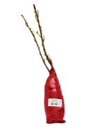 Смородина черная «Мулатка », перспективные сорта, саженец, плодовый, 1 шт., туба - Фото 4